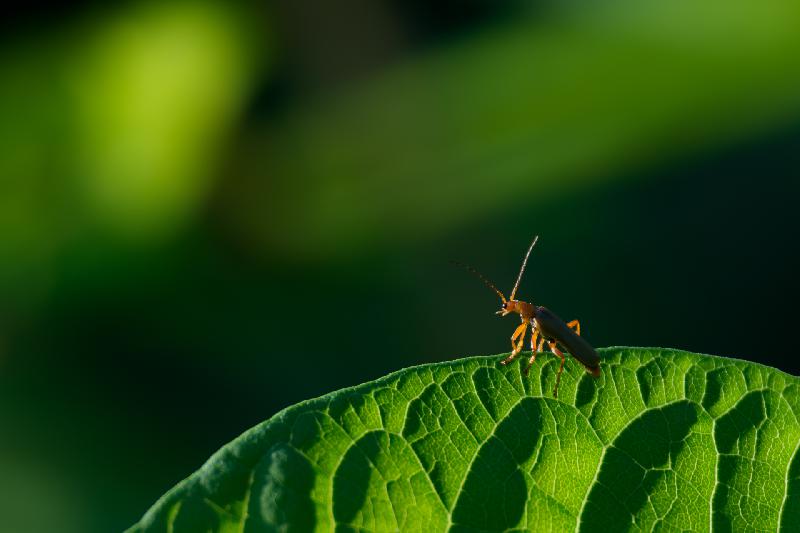 Weichkäfer genießt den Sonnenuntergang