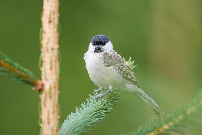 Weidenmeise in Tanne