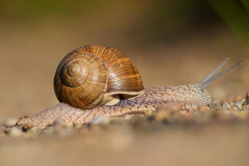 Weinbergschnecke