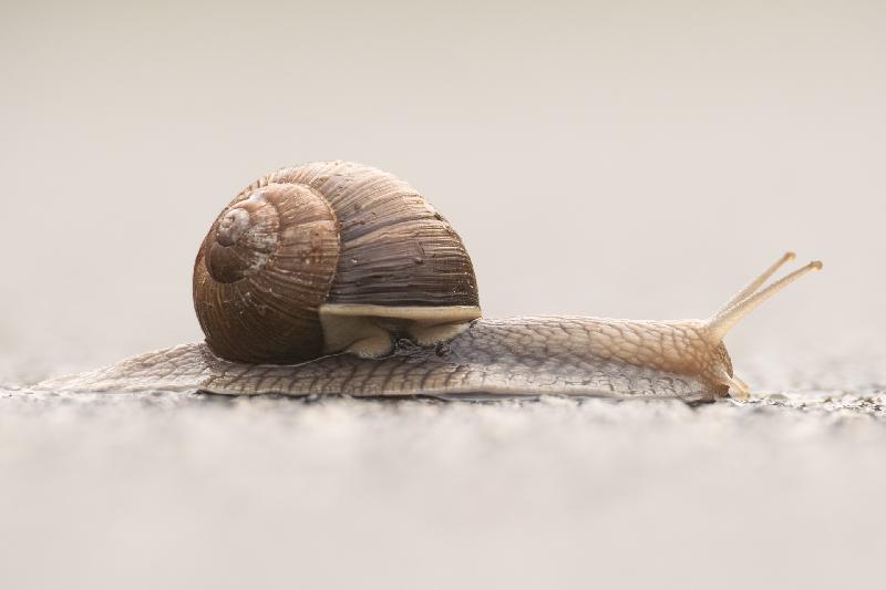 Weinbergschnecke