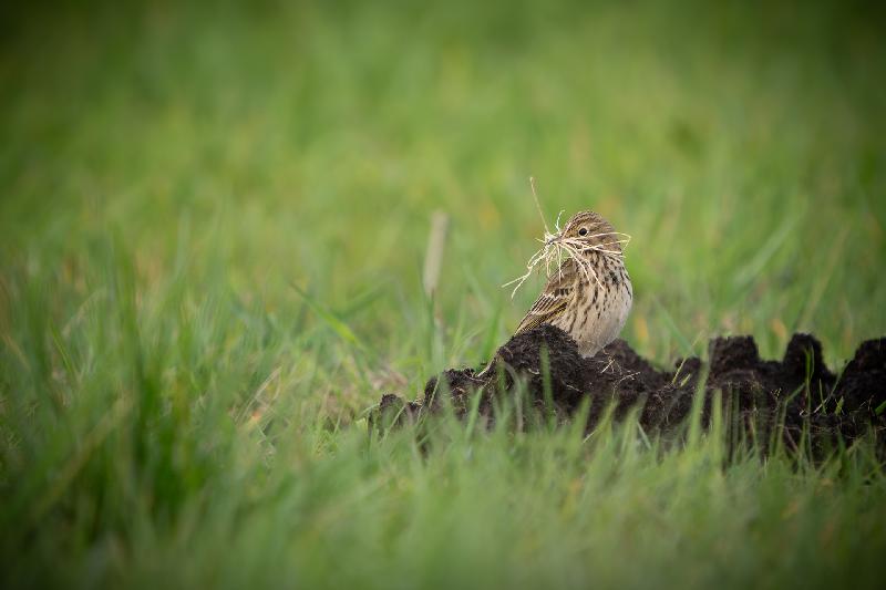 Wiesenpieper beim Nestbau