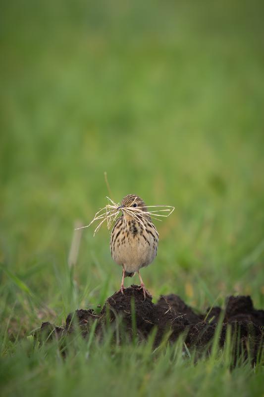 Wiesenpieper beim Nestbau