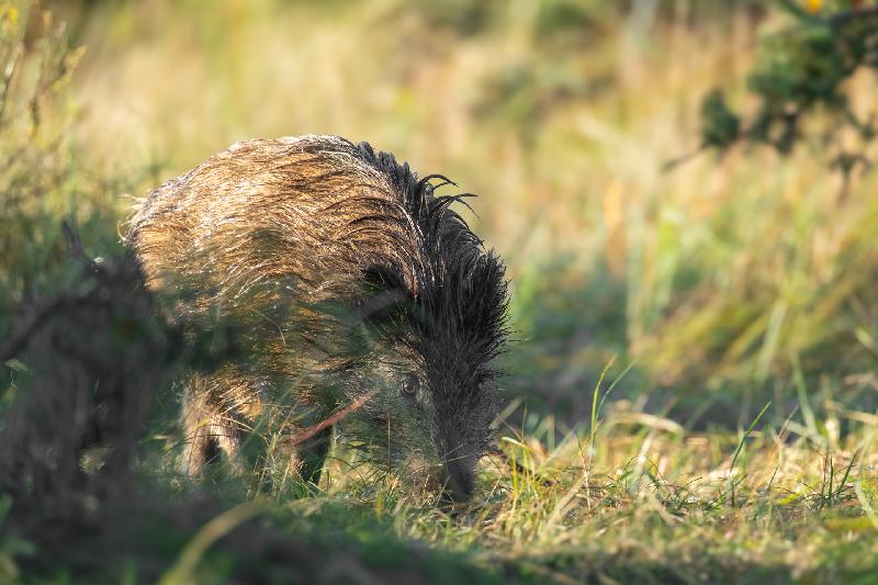 Wildschwein auf dem Darß