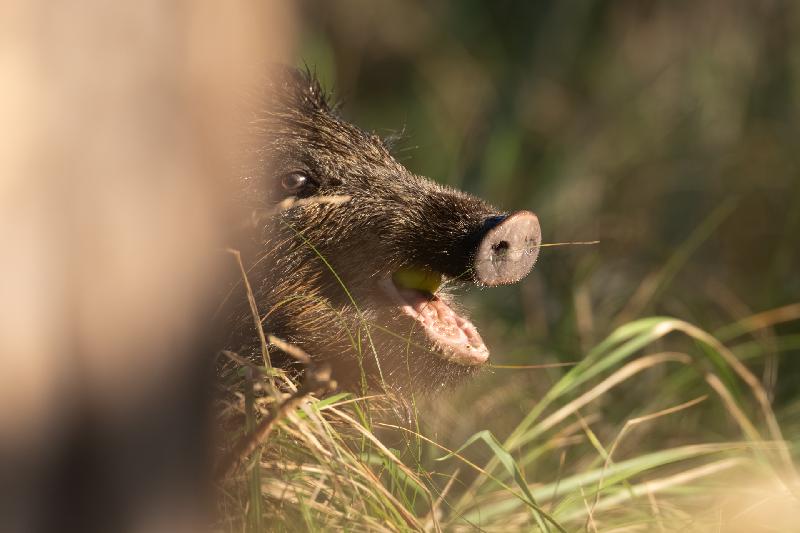 Wildschwein auf dem Darß