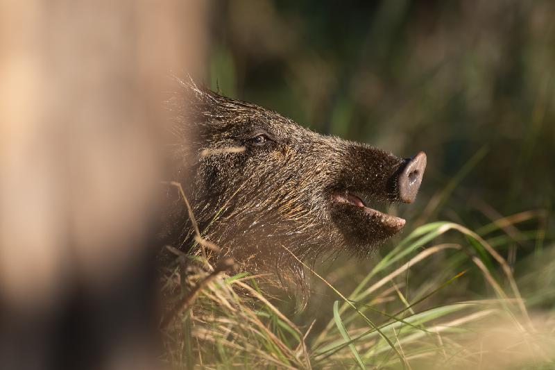 Wildschwein auf dem Darß
