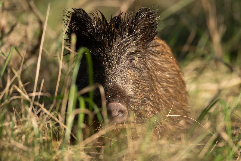 Wildschwein auf dem Darß