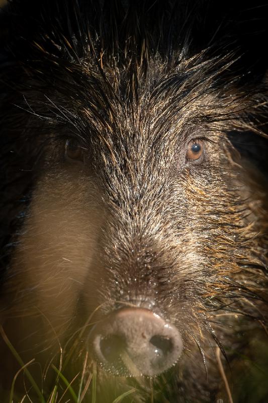 Wildschwein im Portrait