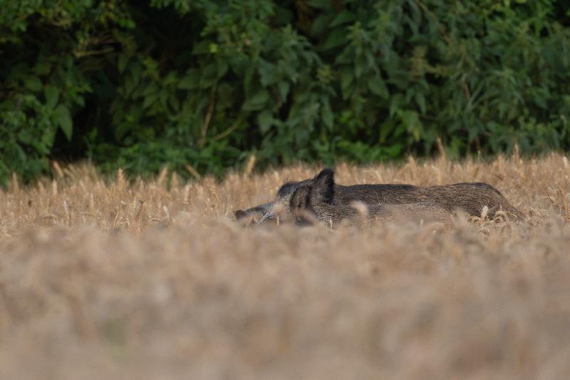 Wildschweine im Korn
