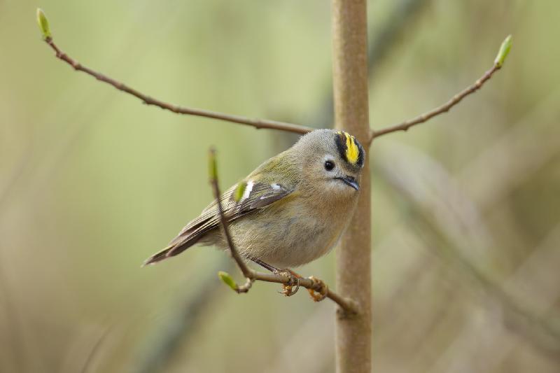 Wintergoldhähnchen bei Gollwitz