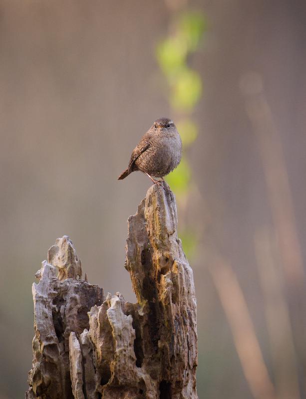 Zaunkönig auf Baumstumpf