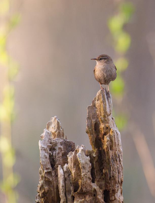 Zaunkönig beobachtet