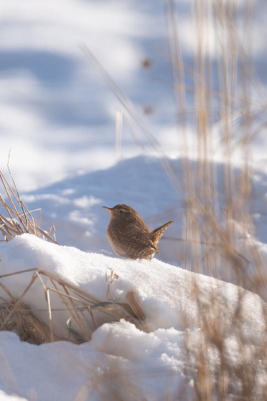 Zaunkönig im Schnee