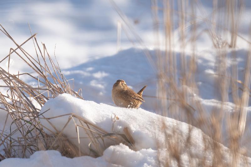 Zaunkönig im Schnee