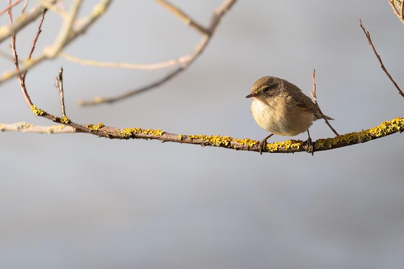 Zilpzalp am Mühlenteich