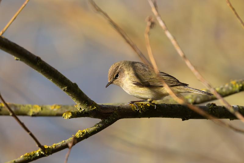 Zilpzalp am Mühlenteich