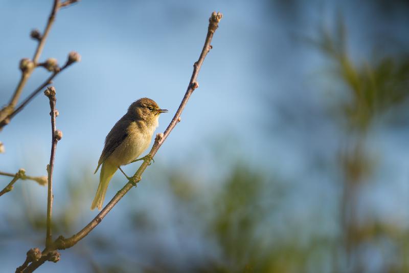 Zilpzalp im Gebüsch