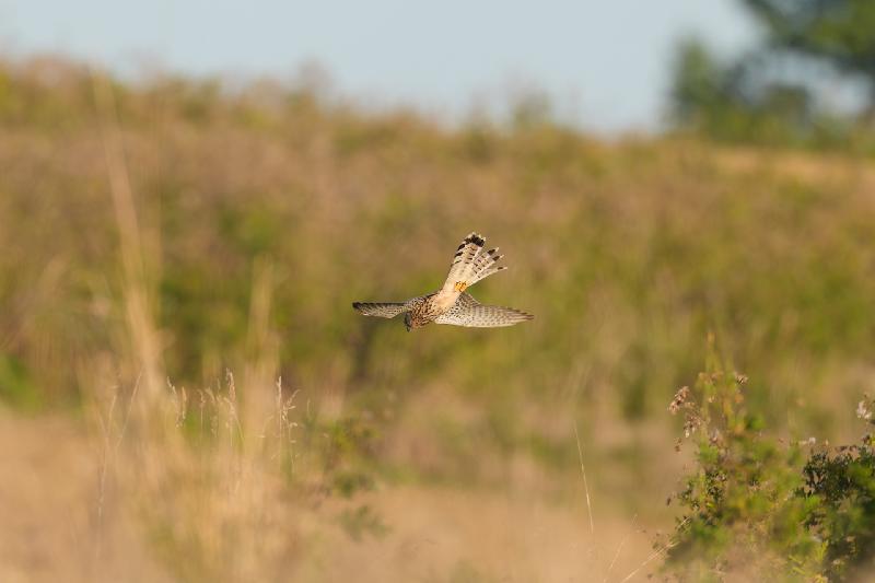 Zugriff - Turmfalke bei der Jagd