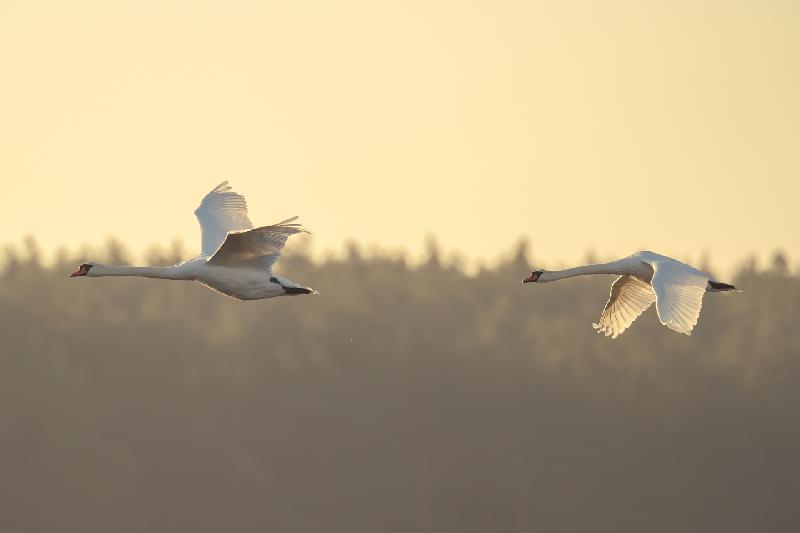 Zwei Höckerschwäne