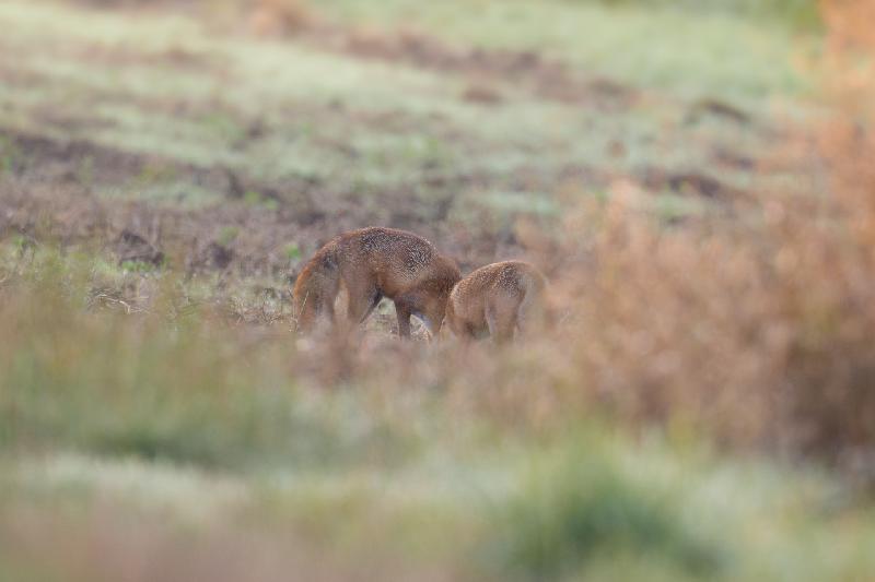 Zwei von drei jungen Rotfüchsen