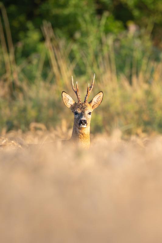 prächtiger Rehbock am Morgen
