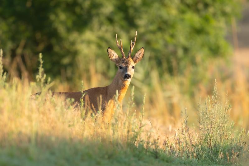 prächtiger Rehbock am Morgen