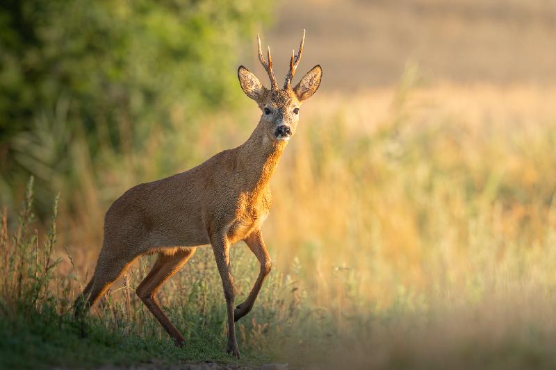 prächtiger Rehbock am Morgen
