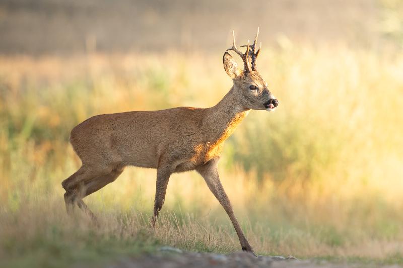 prächtiger Rehbock am Morgen