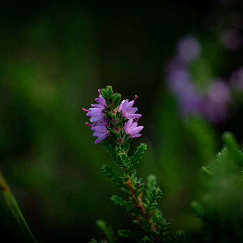 Heideblüte Makro, Copyright Stephan Siemon fotografiert von Stephan Siemon
