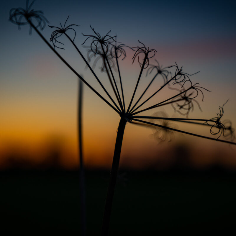 Schafgarbe, Copyright Stephan Siemon