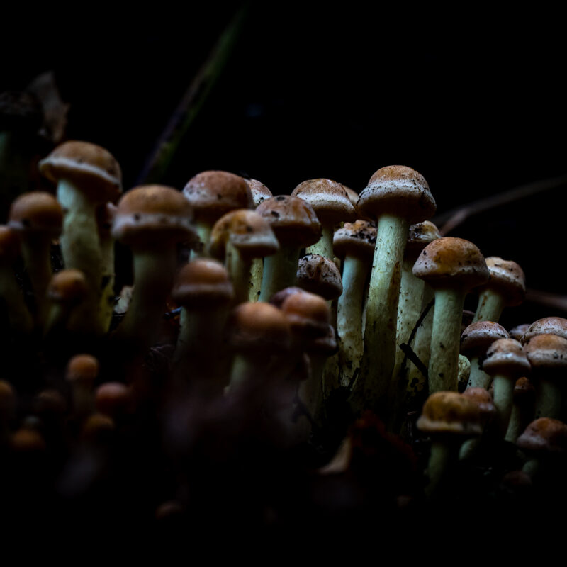 Der Herbst kommt, Copyright Stephan Siemon