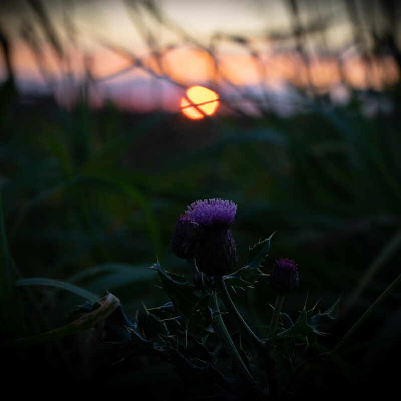 Distelblüte im Sonnenuntergang, Copyright Stephan Siemon
