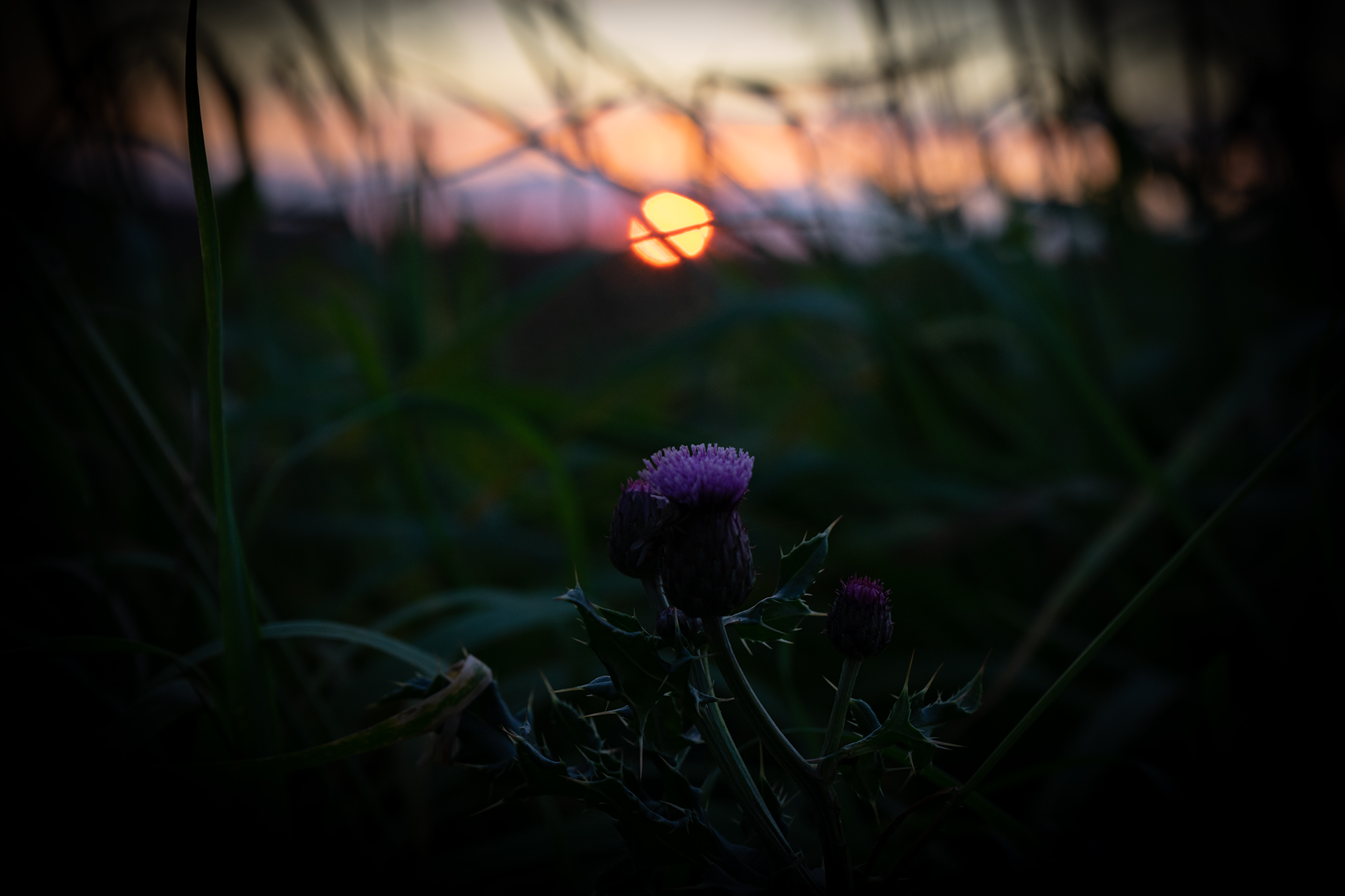 Distelblüte im Sonnenuntergang, Copyright Stephan Siemon