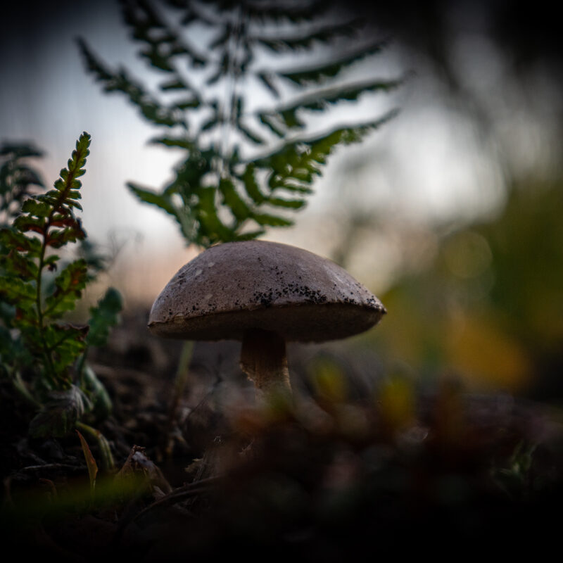 Pilz mit Farn, Copyright Stephan Siemon fotografiert von Stephan Siemon