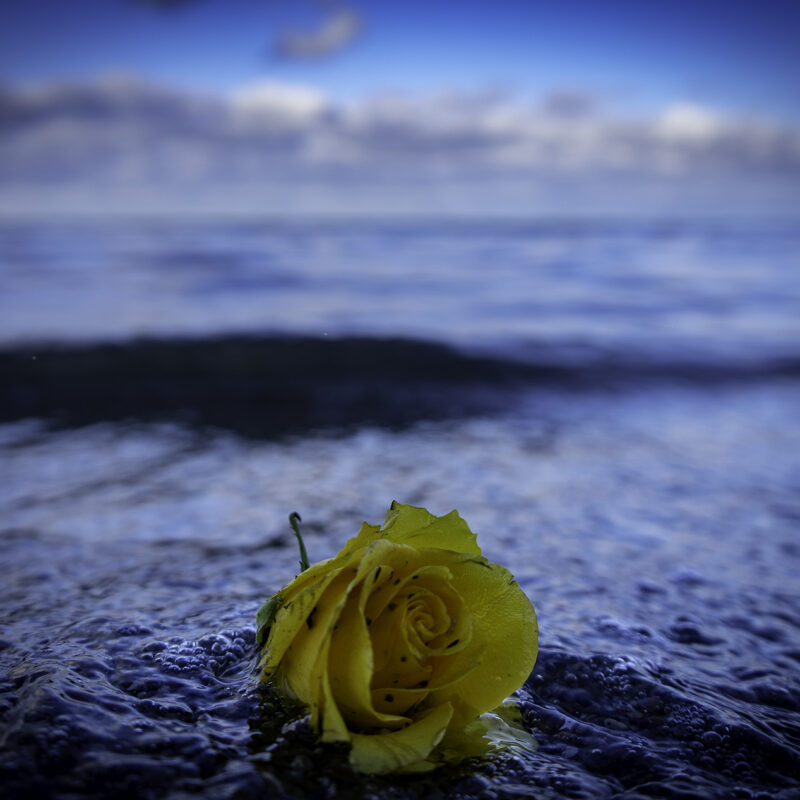 Seebestattung Rose, Copyright Stephan Siemon fotografiert von Stephan Siemon