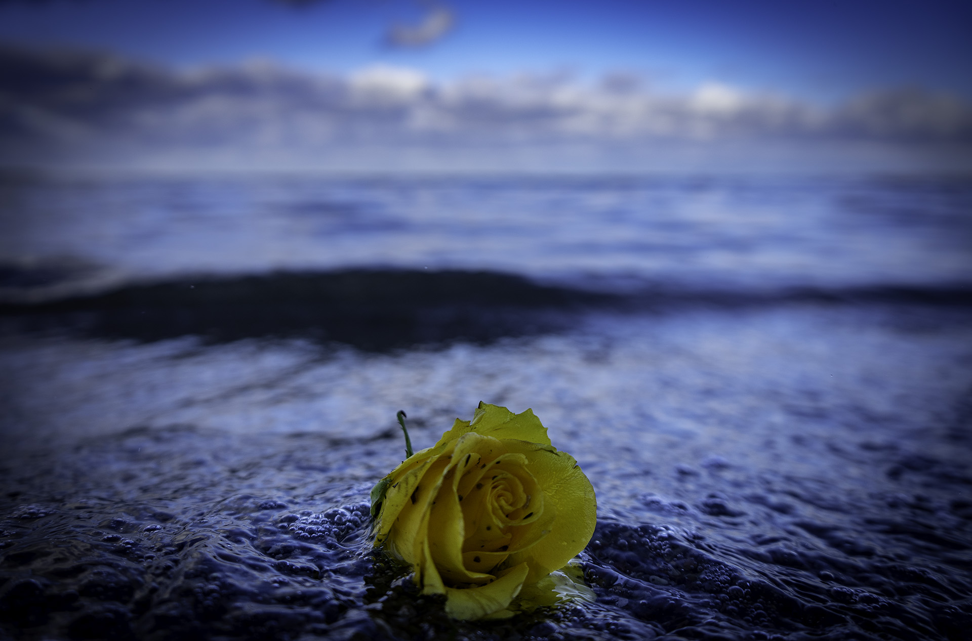 Seebestattung Rose, Copyright Stephan Siemon