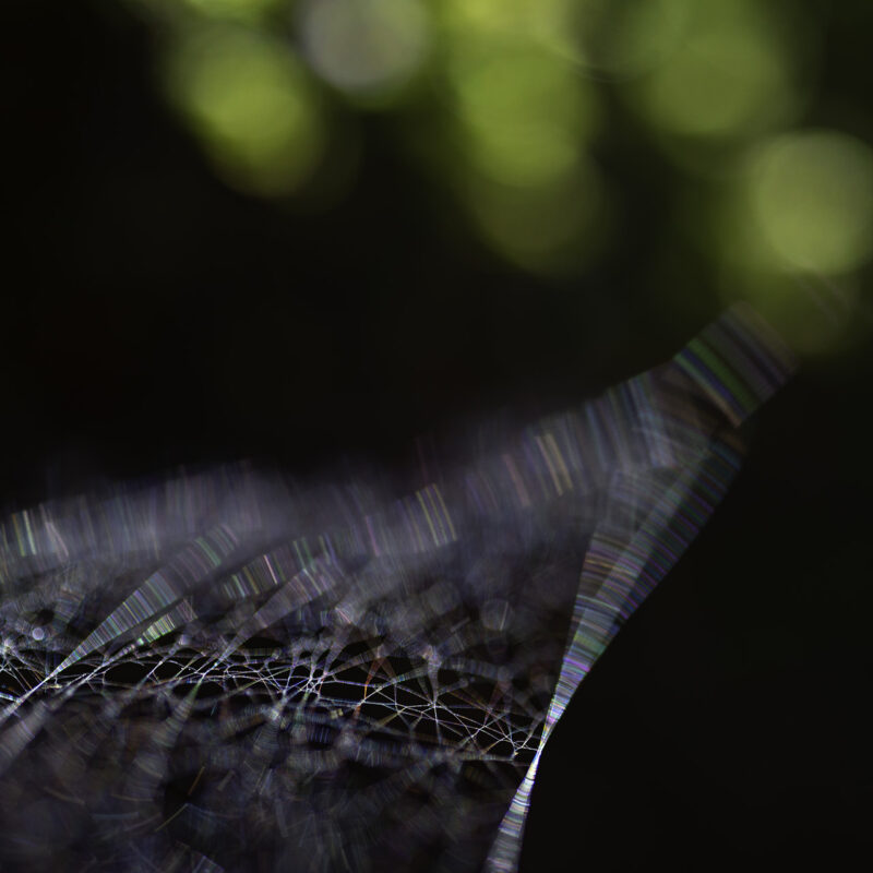 Die Farben des Spinnennetzes, Copyright Stephan Siemon