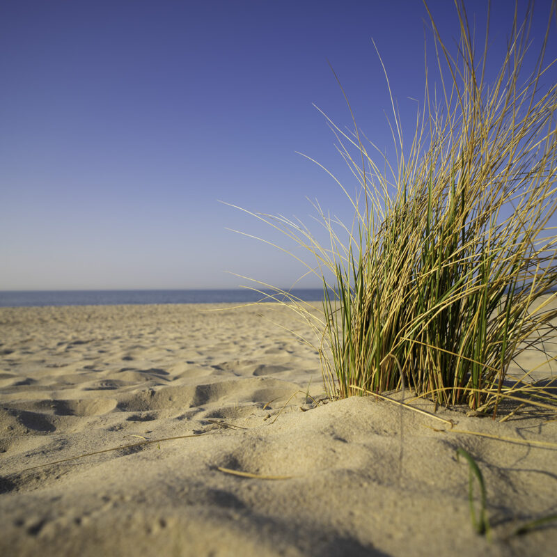 Seegras am Strand Käksdorf, Copyright Stephan Siemon