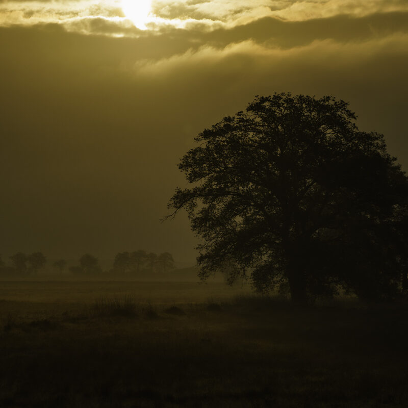 Morgenstimmung im Moor, Copyright Stephan Siemon fotografiert von Stephan Siemon