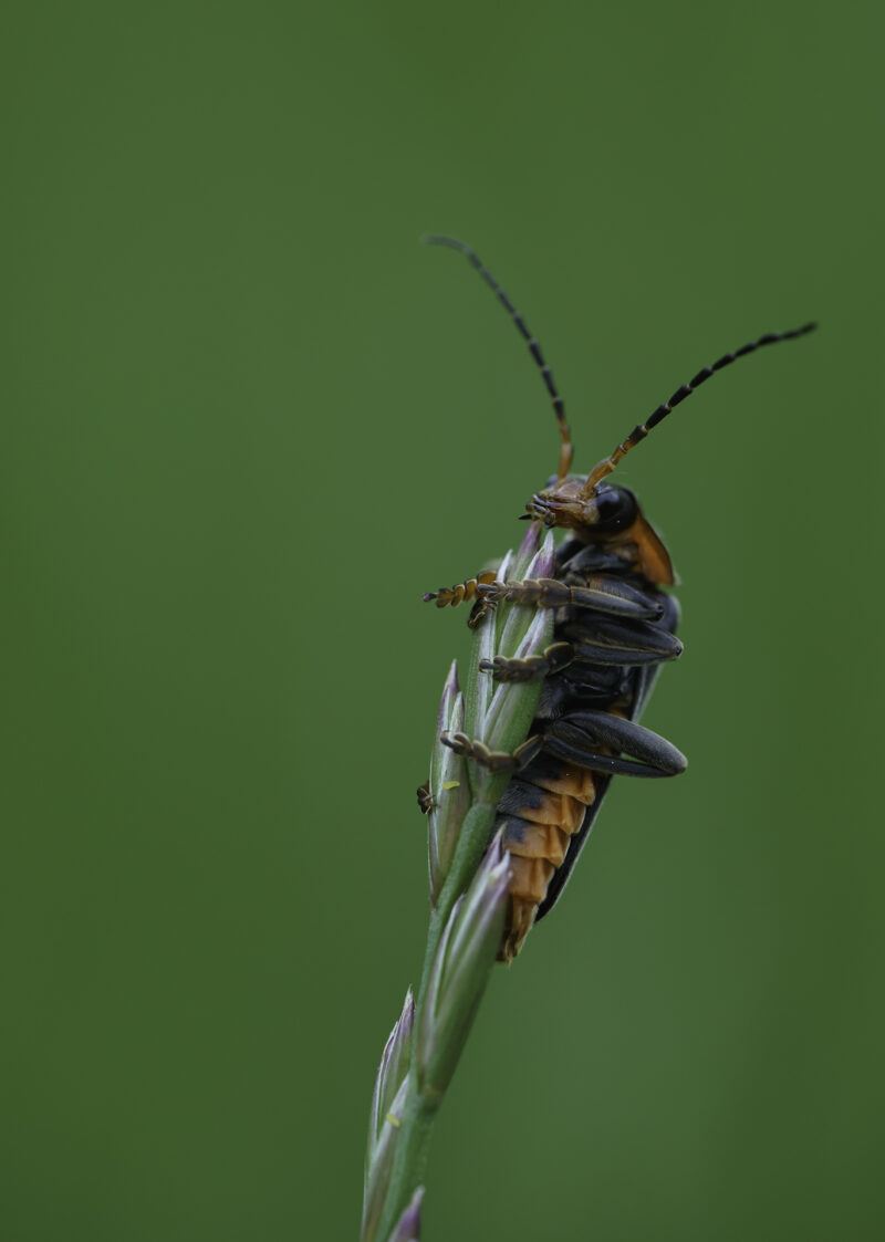 Käfer - Cantharis