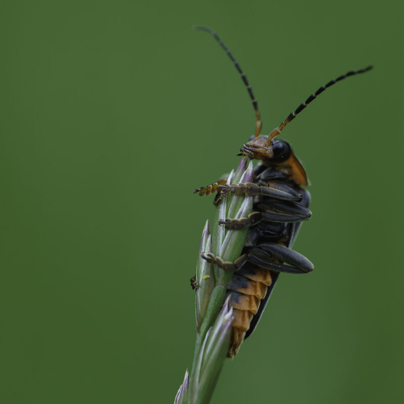 Käfer, Copyright Stephan Siemon fotografiert von Stephan Siemon