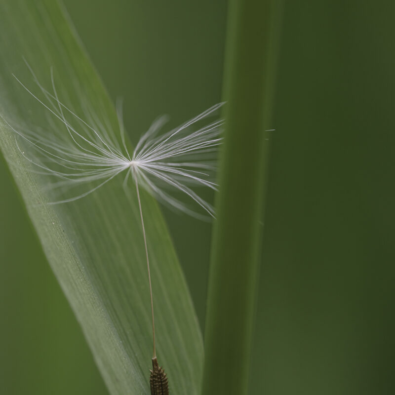 Samen, Copyright Stephan Siemon