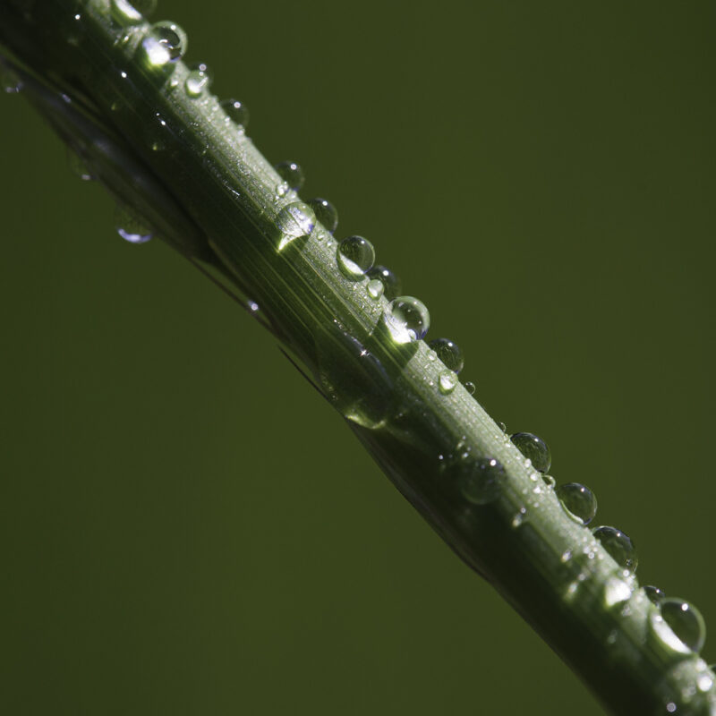 Tropfen im Gras, Copyright Stephan Siemon