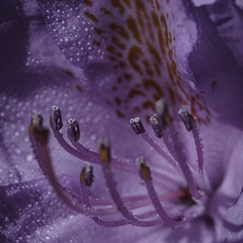 Rhodedendronblüte, Copyright Stephan Siemon