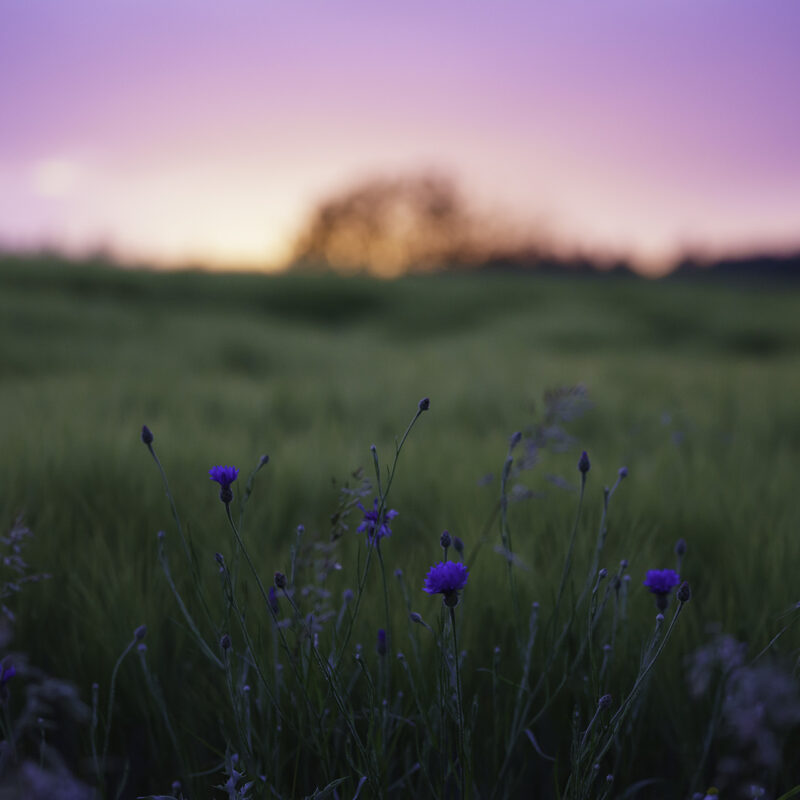 Wildblumen im Sonnenuntergang, Copyright Stephan Siemon