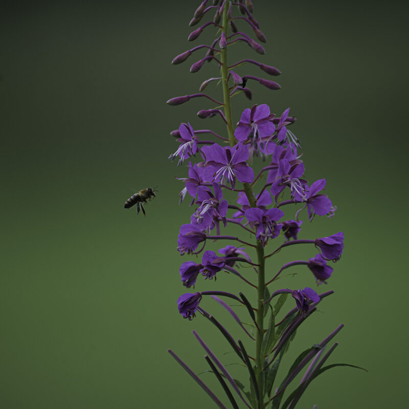 Biene im Anflug auf Blüte