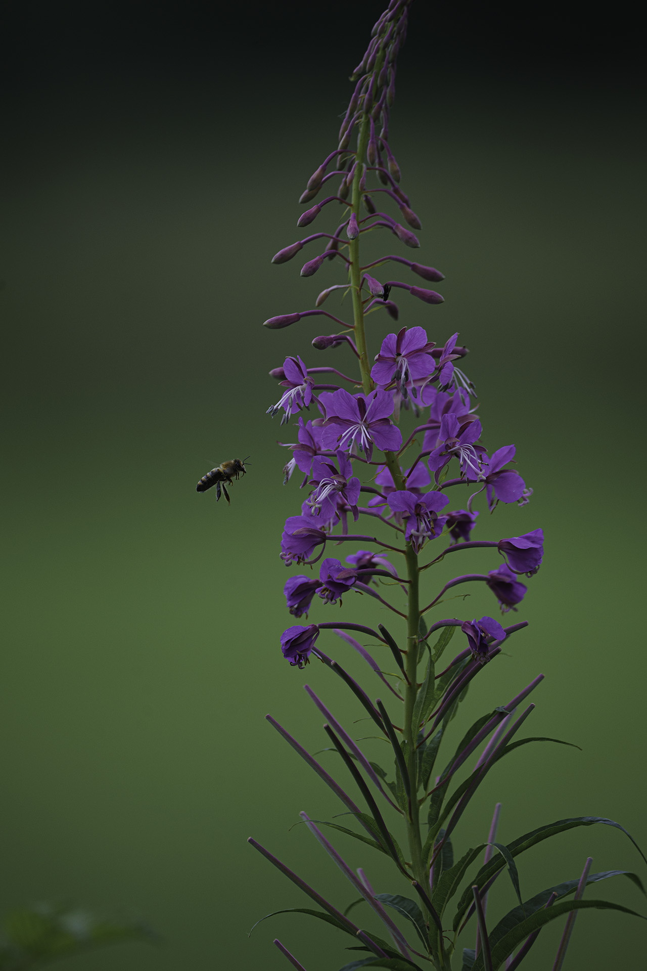 Biene im Anflug auf Blüte