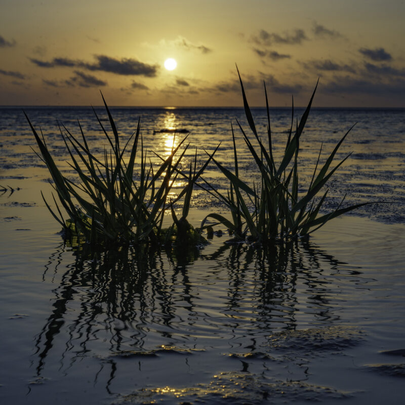 Sonnenuntergang im Wattenmeer mit Seegras im Vordergrund, Copyright Stephan Siemon