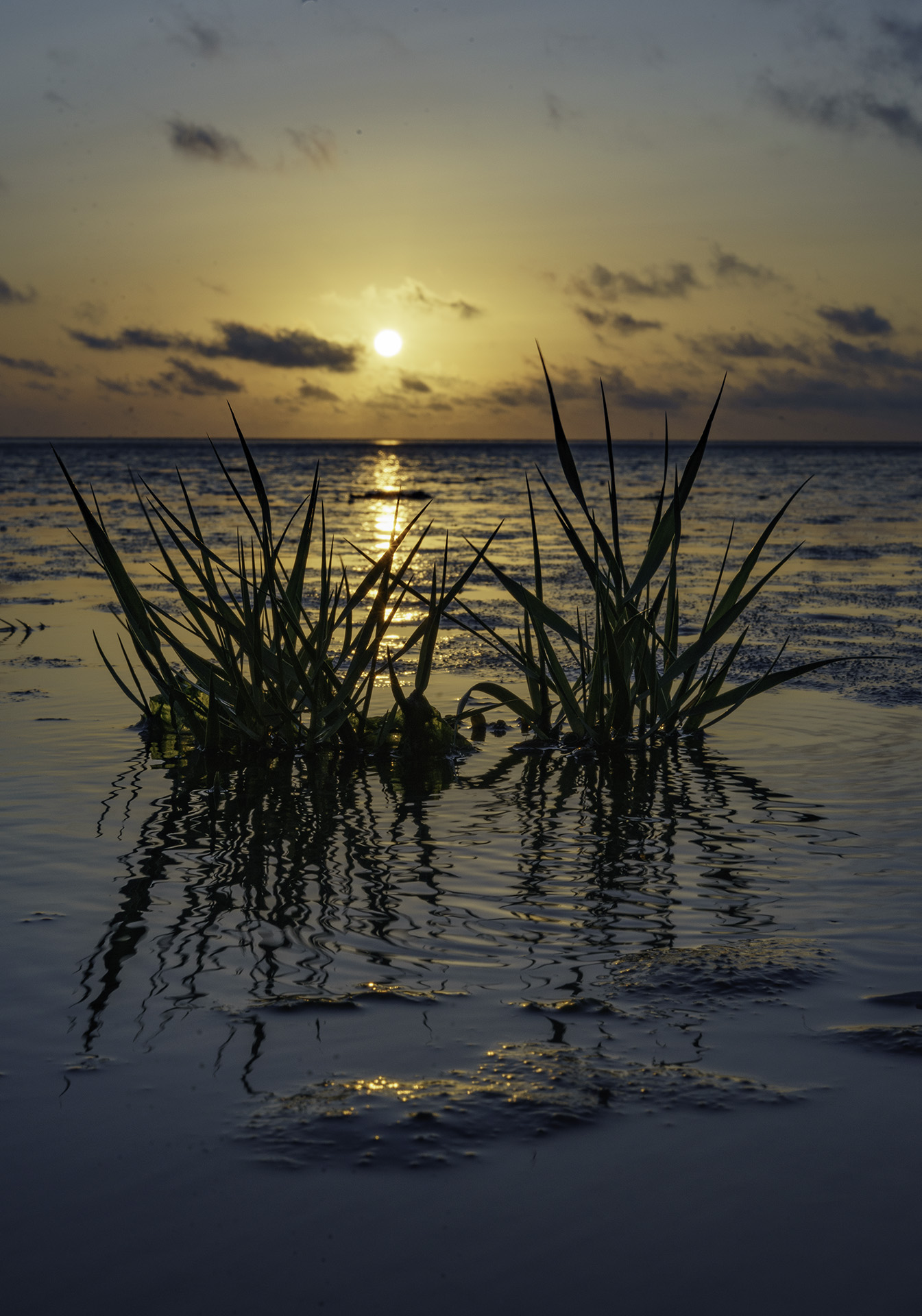 Sonnenuntergang im Wattenmeer mit Seegras im Vordergrund, Copyright Stephan Siemon