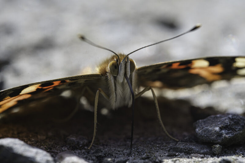 Schmetterling Makro