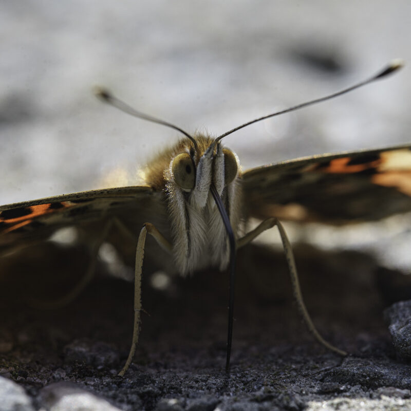 Schmetterling Makro, Copyright Stephan Siemon